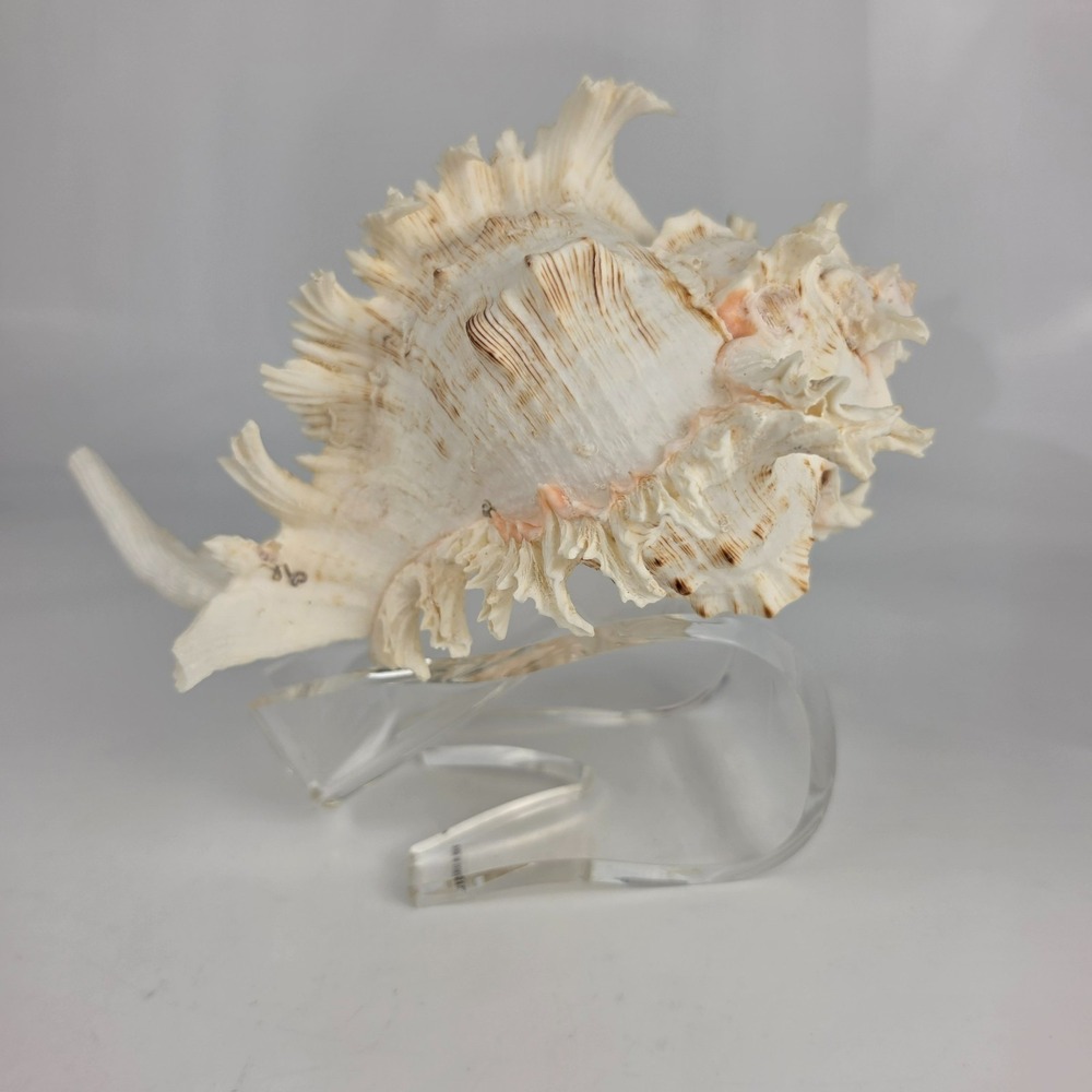 Chicoreus Ramosus Ramose Murex Shell Large Natural Specimen w/ Acrylic Display